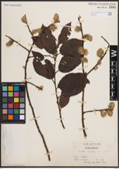 Foto von Salix caprea L.